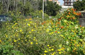 Carrubo - Giardino in città - Foto 21