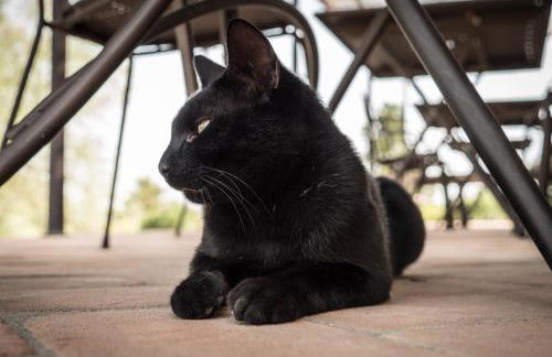 Fattoria Fibbiano - Foto 151