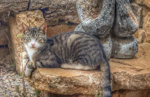 B&B Masia Katmandú - Foto 56