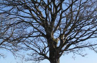 Ballyhargan Farm House - Foto 29