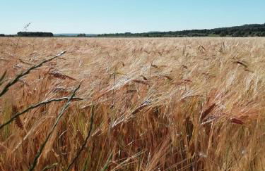 Agroturisme MAS CAN FONT - Foto 31