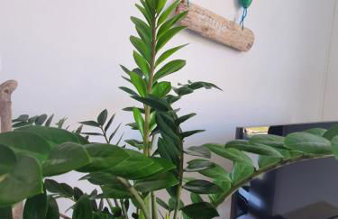 Maison calme à 50 m de la plage - Foto 10