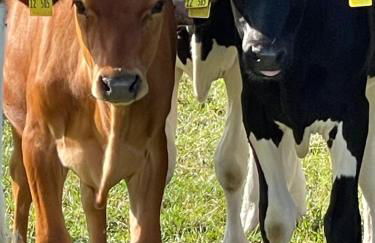 Reetdachhaus in Seenähe, Ruhige Lage, Kamin & Terrasse - Foto 31