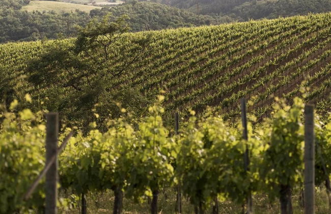 Agriturismo Pomonte - Foto 9