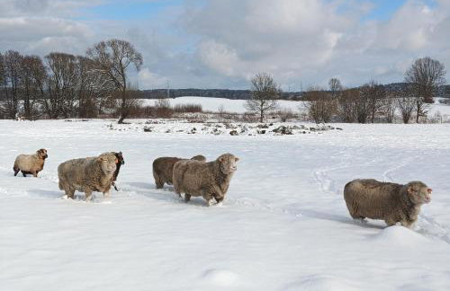 Smocze Ranczo 3 - Foto 66