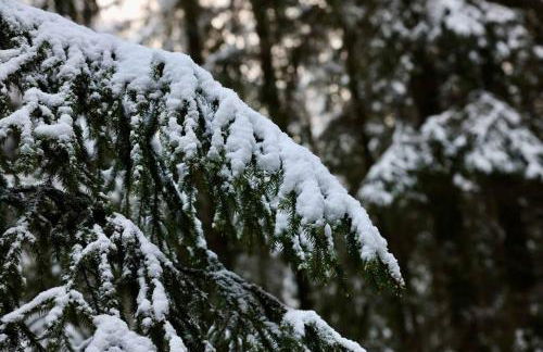 Altes Zollhaus - Foto 53