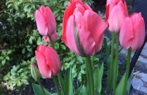 Long 4 stars with balcony - Foto 9