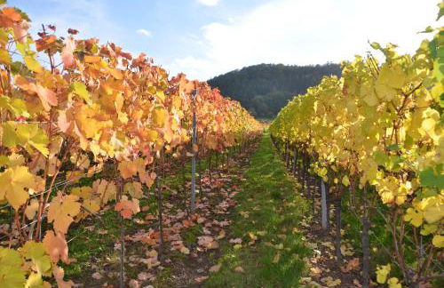 Ferienweingut Gansen / Hochgenuss 1 - Foto 14