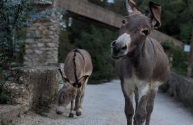Agriturismo Peq Agri-Resort Tovo - Foto 40