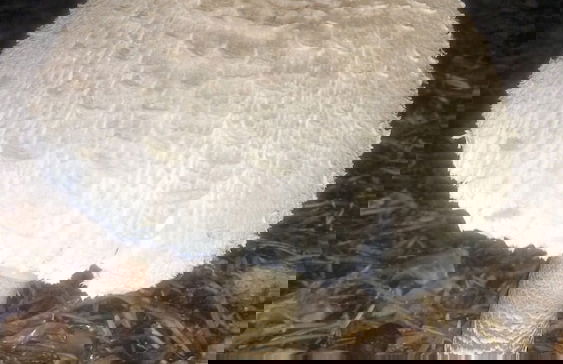 To Palio Litohoro - Foto 43