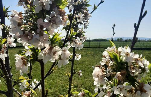 Αρχοντικό Παπανικολάου - Foto 58