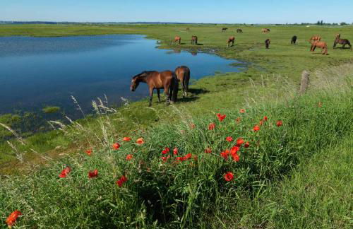 Inselhäuser Kaltenhof Inselhaus Poel 1 - Foto 21