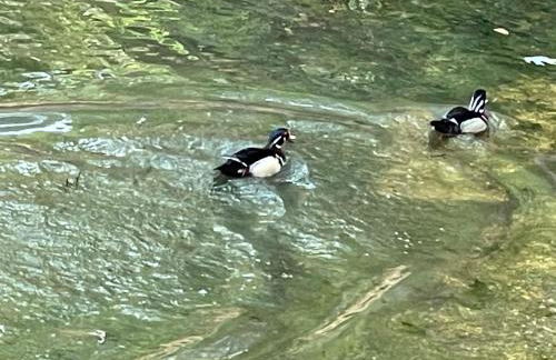 STAIRS OPTIONAL! Lakefront! Pool! On Water! Convenient Fishing! - Photo 28