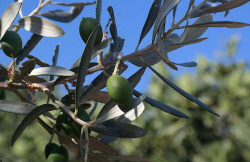 Niriides Studios - Foto 24