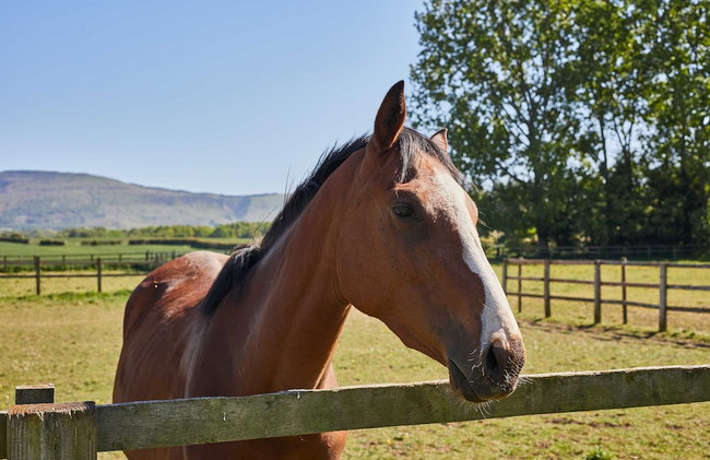 Host Stay Finch House - Foto 15