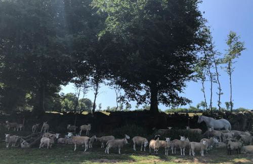 Luxury Exmoor Barn conversion with Sauna - Foto 11