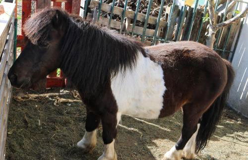 Quinta da Laceira - Douro Valley - Alojamento Local - Foto 2