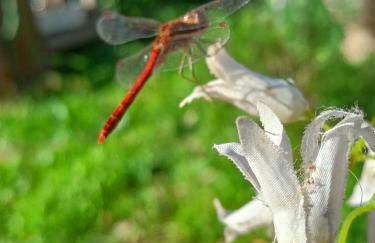 A Ca du Giaba - Foto 11