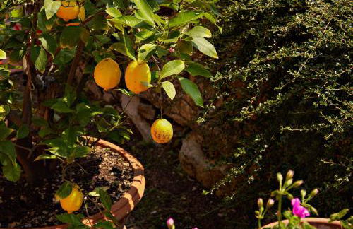 Tenuta il Poggetto - Foto 68