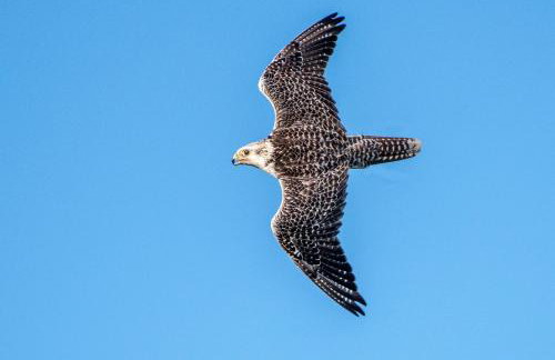 Little Bo Peep - Foto 49