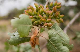 Minas Farm Cottage - Photo 10