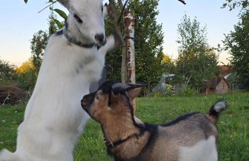 Agroturystyka Nad-Stawem 2 - Foto 9