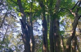 Dom w Trawach - Foto 7