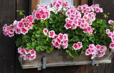 Ferienwohnung Haulle, Kreuth-Scharling am Tegernsee - Foto 29