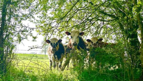 Les Maisons d'Auré - Foto 3