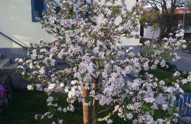 Ferienhaus Mülhaupt - Foto 6