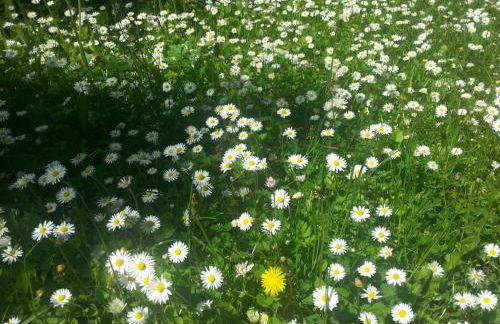 Holiday Home Finnisches Holzhaus by Interhome - Foto 33