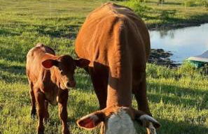 Relaxing Ranch Friendly Animals Modern Stay Cabin 1 - Foto 22