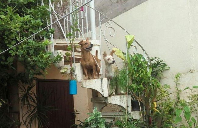 Holiday rental in Trinidad with garden and terrace - Foto 19