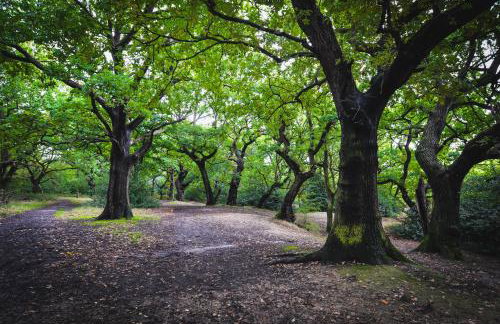 Modern Studio with parking in shared garden - Foto 16