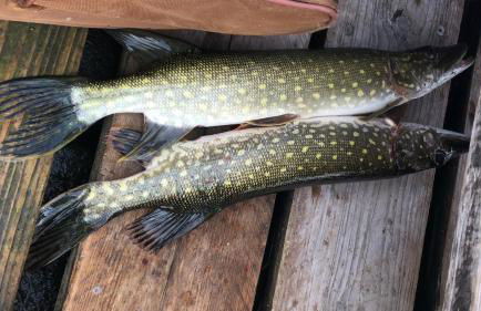 Ferienhaus Waldgeflüster 70 QM I überdachte Terrasse I 2 Schlafzimmer I Strandnah - Photo 34