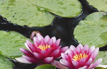 Chatka w lesie - Foto 42