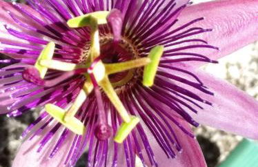 Charming House in Parada with Large Garden - Foto 52