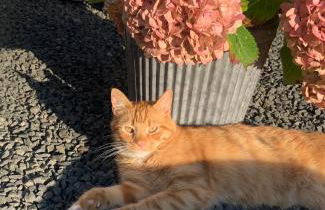 Delightful cosy shepherd's hut at Victorian Station - Foto 16