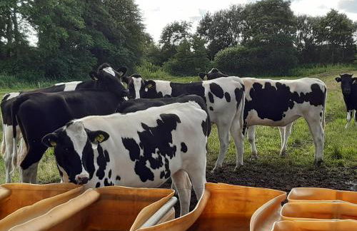 Ferienwohnung Frisia - Photo 13