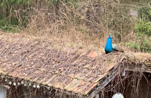 Ferienwohnung Schatzkisterl - Foto 5