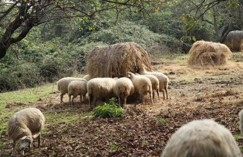 Podere Porcino - Foto 41