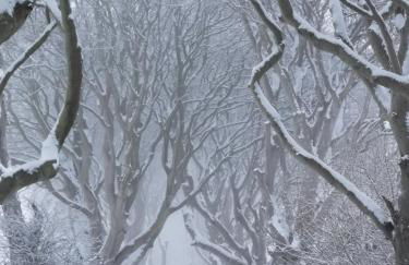 Doughery Den The Dark Hedges Hideaway - Foto 55