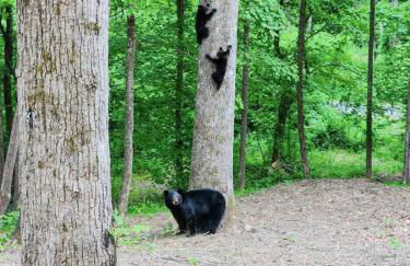 The Toasted Marshmallow 2 Kings Fire Pit Hiking - Foto 48