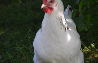 Loft am Diek - Foto 40