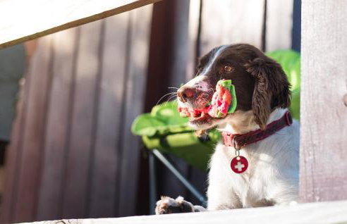 Timber Hill Self Catering Cedar Lodges - Foto 66