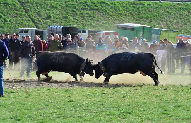 Alpine Bliss: A Cosy Retreat - Foto 30