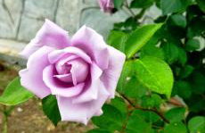 Emmanuel's Summer House - Foto 37