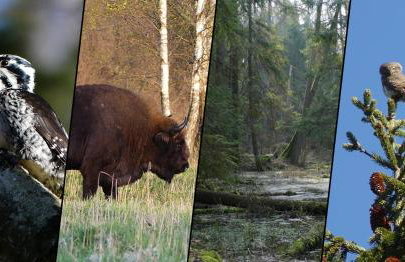 Żurawie gniazdo, elegancki zakątek w Puszczy Białowieskiej - Foto 43