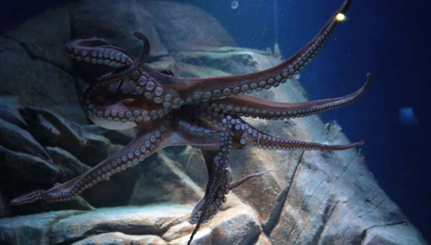 Oceanic Aquarium Ticket - Foto 3