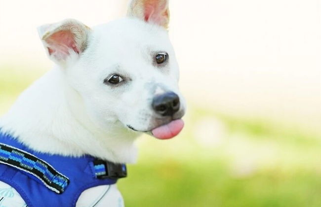 Ponta Village Karuizawa - Foto 31